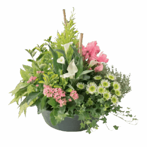 Coupes de plantes